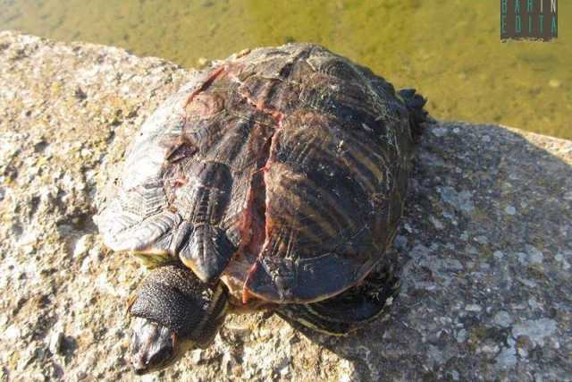 Parco 2 Giugno, c'� chi lancia sassi contro le tartarughe. E le uccide